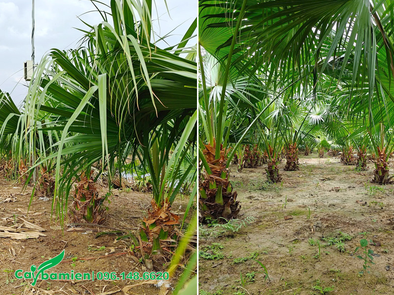 Nuôi trồng cây Cọ Ta tại Hưng Yên, cây đã lộ thân 30 - 50cm