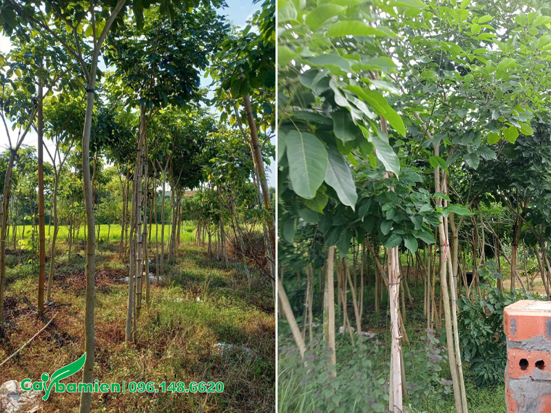 Vườn nuôi trồng cây phong linh tím công trình