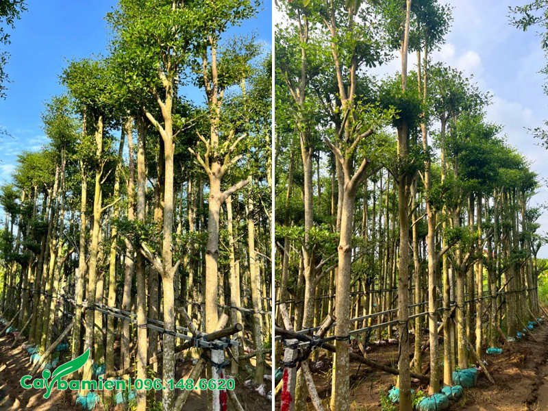 Những hàng cây bàng đài loan dưỡng bầu đẹp, đường kính gốc 5-7cm