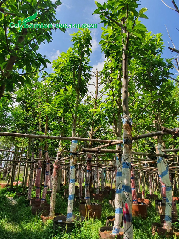 Cây cao 6m, đường kính gốc 15cm dã dâm ủ kỹ