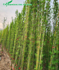 Vườn dưỡng ủ Trúc Quân tử hàng vạn cây