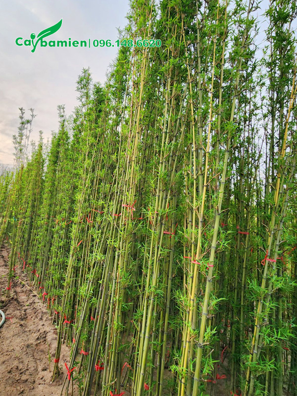 Vườn dưỡng ủ Trúc Quân tử hàng vạn cây