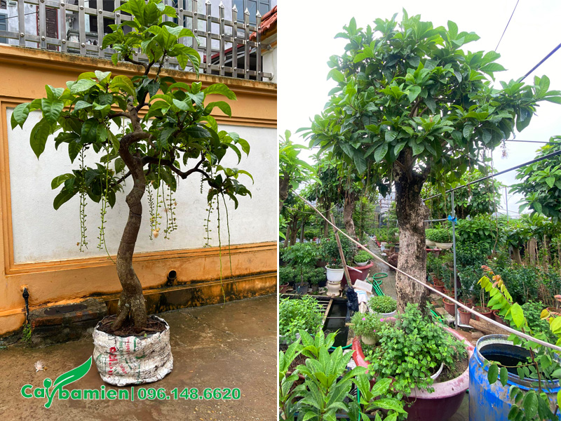 Loại hoa trắng đã tạo dáng thế đẹp