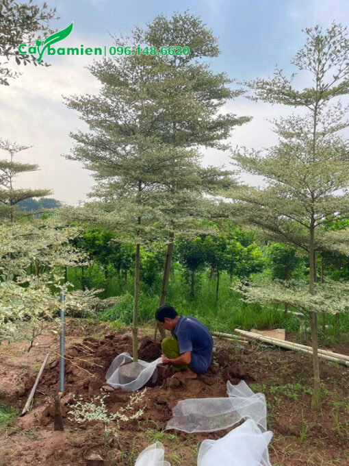 Tiến hành đào đất, bứng bầu bàng cẩm thạch công trình