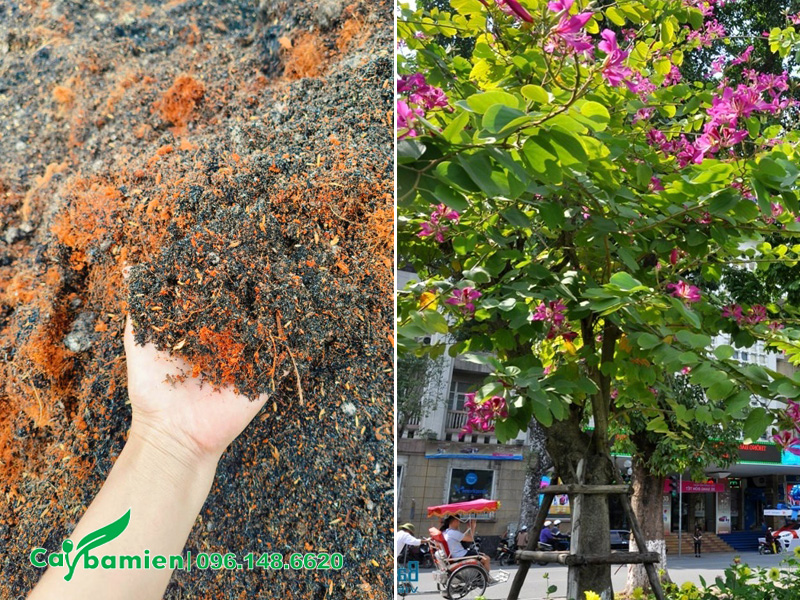 Giá thể hữu cơ để trộn đất trồng cây ban tím