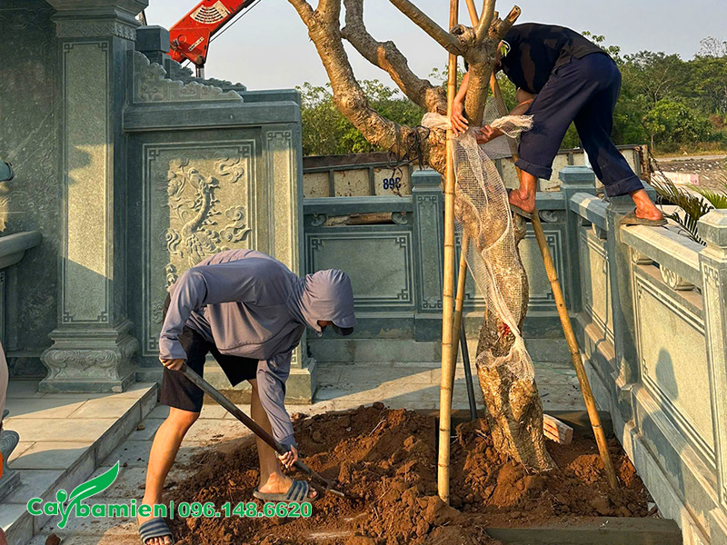 Thi công trồng và lấp đất cây hoa đại cổ thụ