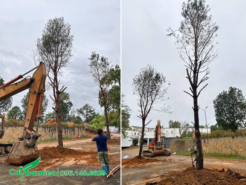 Trồng cây Thông Caribe cổ thụ trên đất đồi núi