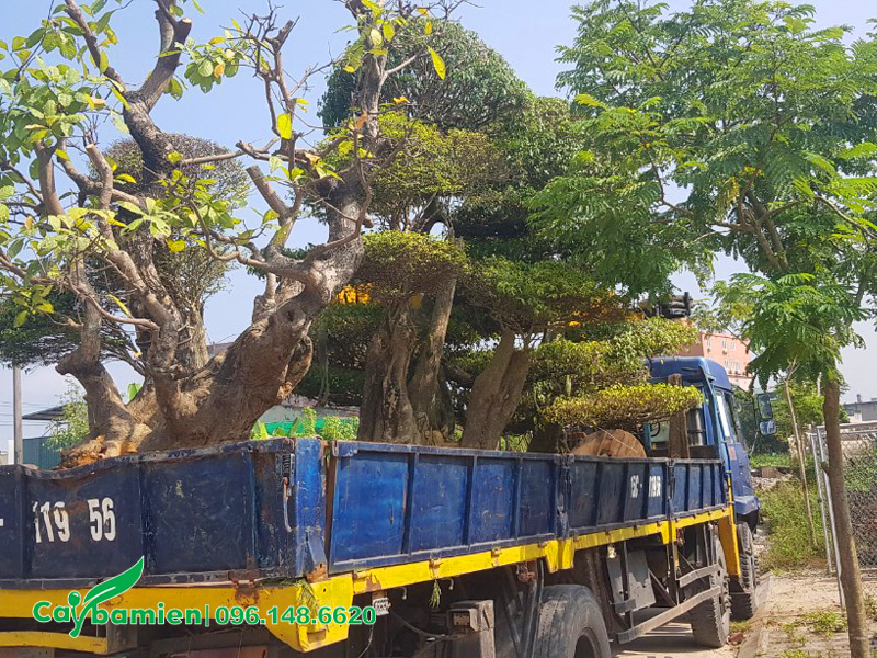 Những chậu cây cảnh được xếp gọn lên xe để di chuyển đến vị trí mới