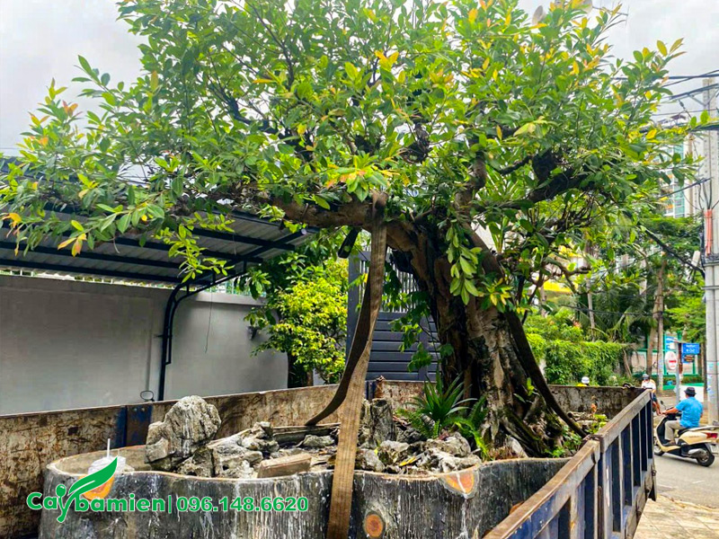 Chuyển cây cảnh lên xe và dời đến vị trí mới