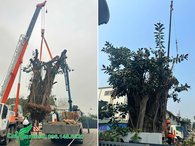 Di dời cây công trình lớn, đường kính gốc gần 2m