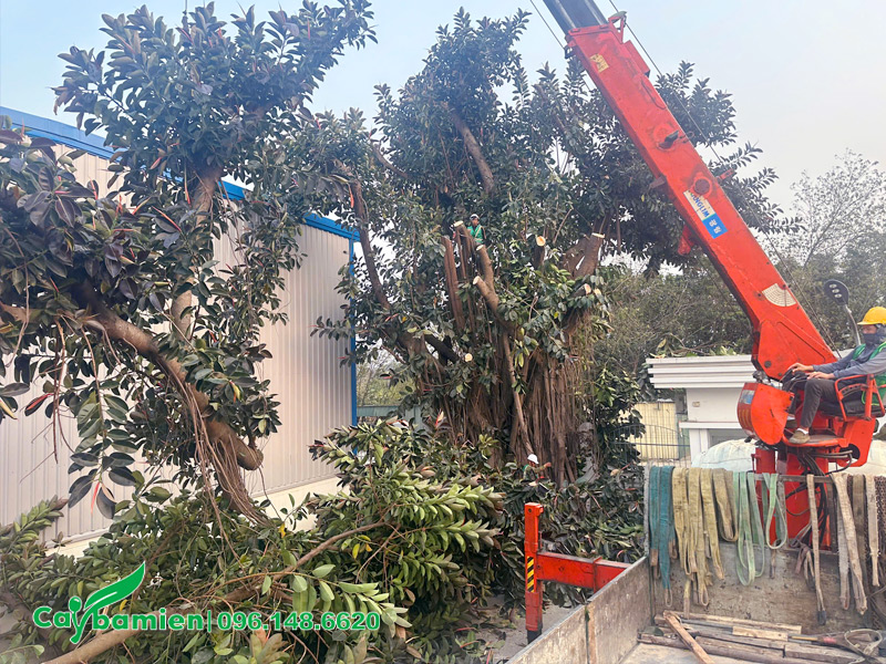 Cắt tỉa cây xanh chuẩn bị di dời
