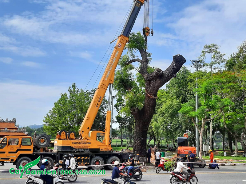 Tiến hành di dời cây xà cừ cổ thụ trên vỉa hè đường phố