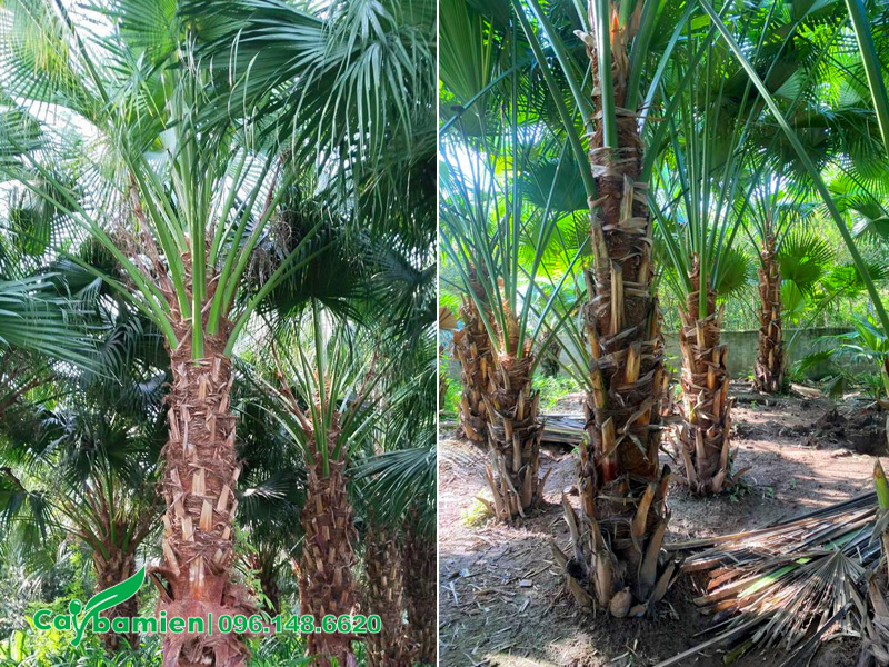 Cây Cọ Ta lóng thân cao 2m, trồng từ bé tại vườn