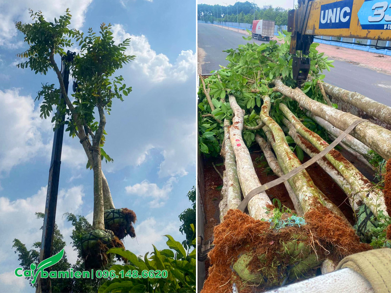 Nhà vườn đang cẩu những cây bằng lăng tím đường kính gốc 15cm lên xe