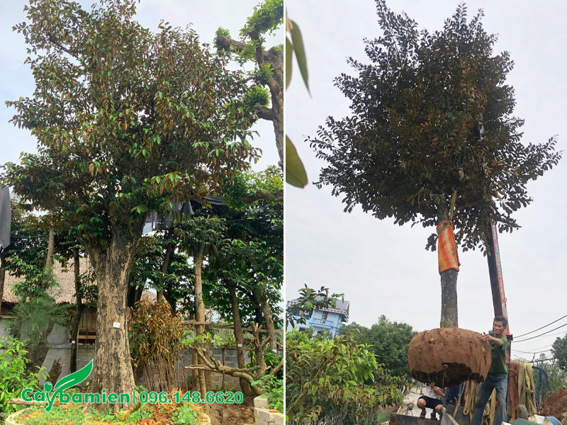 Di dời cây xanh ăn quả trong sân vườn biệt thự