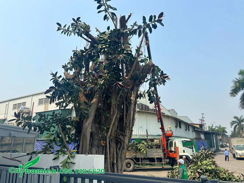 Di dời cây xanh cổ thụ công trình kích thước lớn
