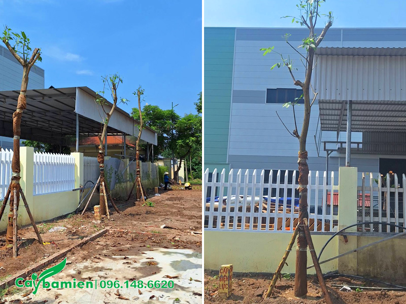 Dự án trồng cây kèn hồng công trình cho nhà máy
