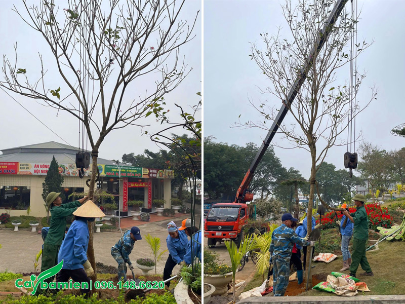 Bán và trồng cây xanh trọn gói