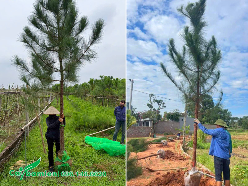 Dự án trồng cây thông Caribe công trình tại Phú Thọ