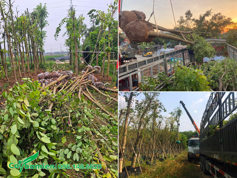 Cẩu số lượng lớn cây ban tím công trình đã dâm ủ, đường kính gốc 15cm