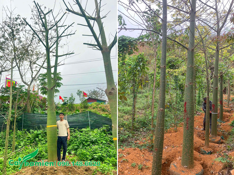 Thợ làm vườn đang đo đường kính thân của những cây mỹ nhân cổ thụ đã dâm ủ