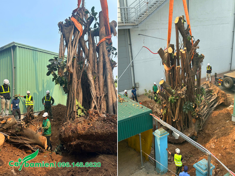 Buộc dây thật cẩn thận và dùng cần cẩu nâng cây lên xe