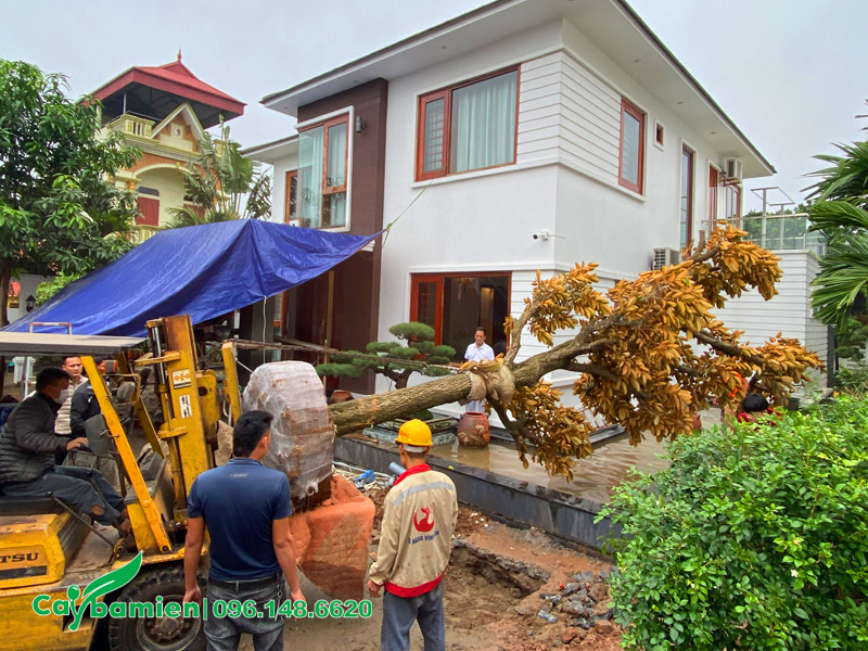 Công nhân đang tiến hành trồng lại cây vú sữa mới di dời cho khách