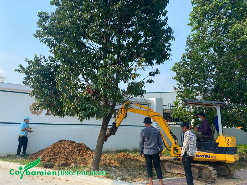 Dự án di dời cây xanh công trình cho nhà máy