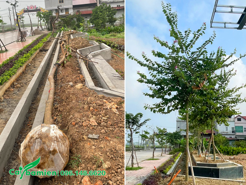 Thi công trồng cây ban đường kính gốc 10cm tại Vĩnh Phúc
