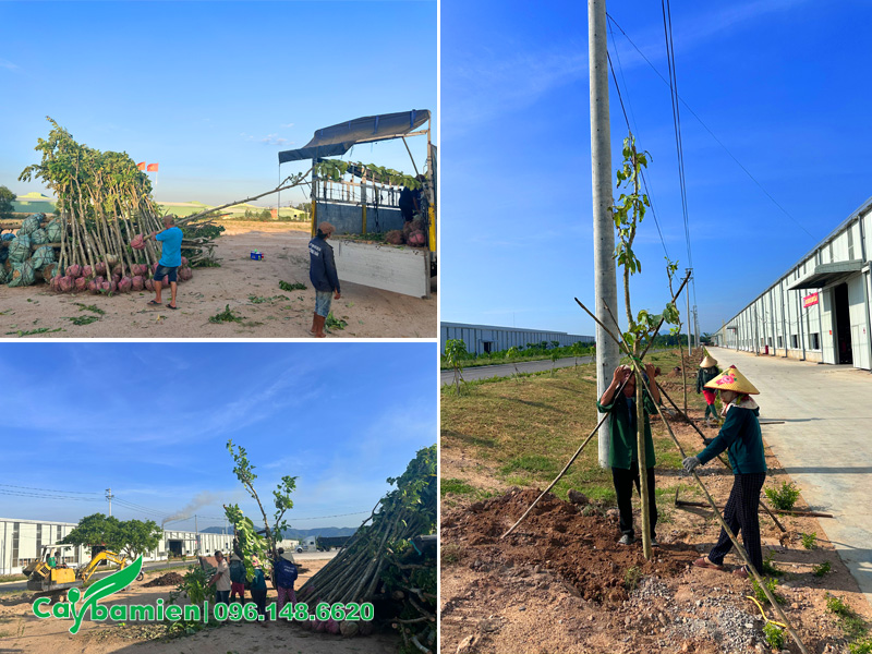Trồng bằng lăng tím trong khuôn viên nhà máy