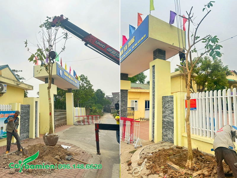 Trồng bằng lăng tím hai bên cổng trường