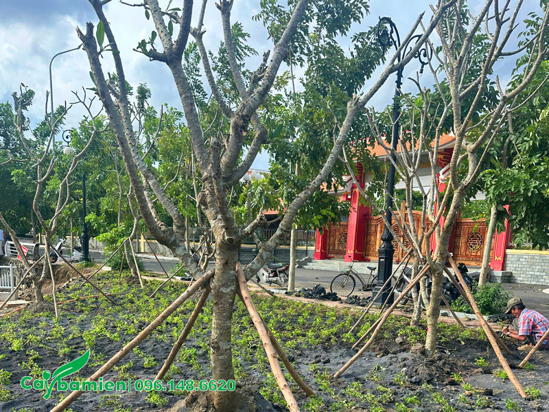 Khuôn viên trước đền thờ trồng số lượng lớn cây hoa đại công trình