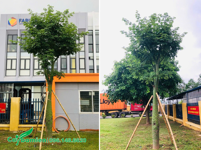 Trồng và chống cọc chắc chắn cho cây mới thi công