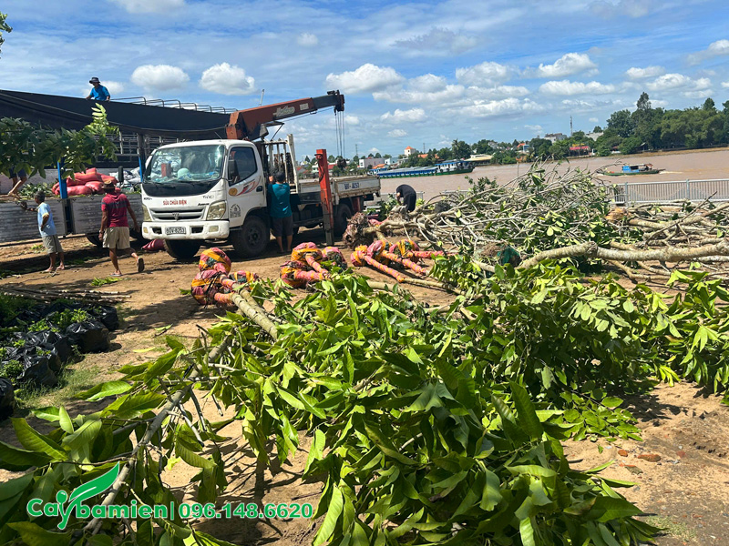 Hàng chục cây hoa ngọc lan công trình đường kính gốc 15 - 20cm trồng cho dự án
