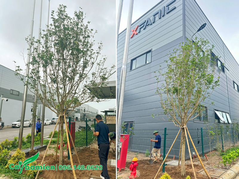 Trồng cây hoa mộc hương cao 3m cho nhà máy ở Bắc Ninh