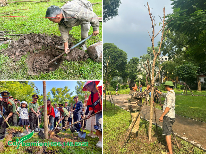 Quá trình đào đất, trồng cây và chống cọc chắc chắn