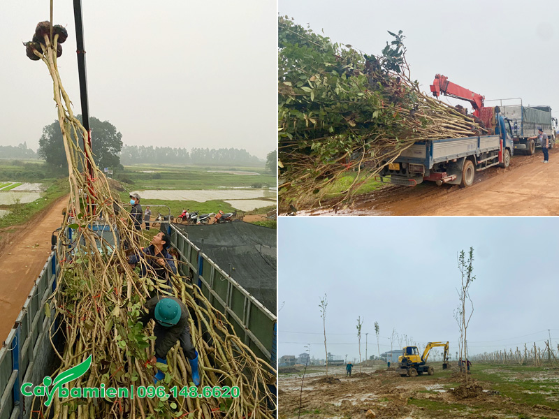 Cẩu và tập kết cây muồng hoàng yến công trình đến chân dự án