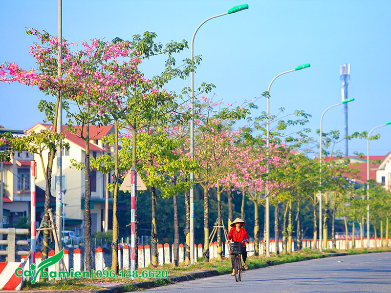 Những hàng cây Mỹ Nhân trồng vỉa hè đường phố ở Nghệ An - một dự án lớn của Cây Ba Miền