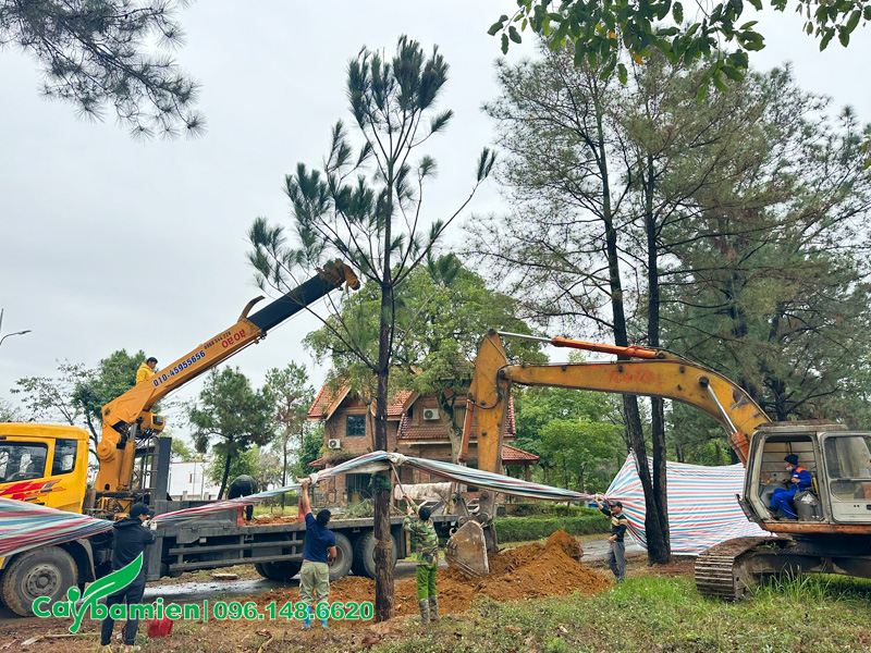 Thi công trồng 20 cây thông Caribe cho biệt thự tại Hà Nội