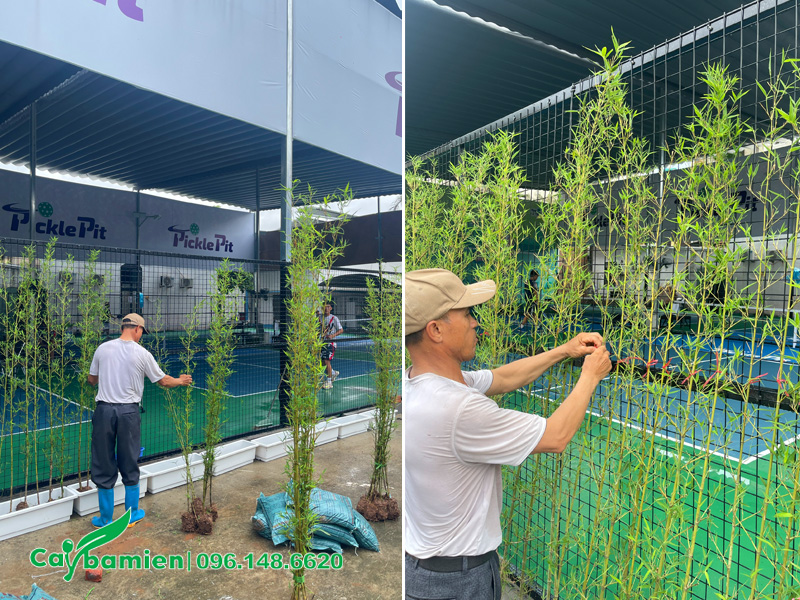 Thi công trồng số lượng lớn cây Trúc Quân Tử