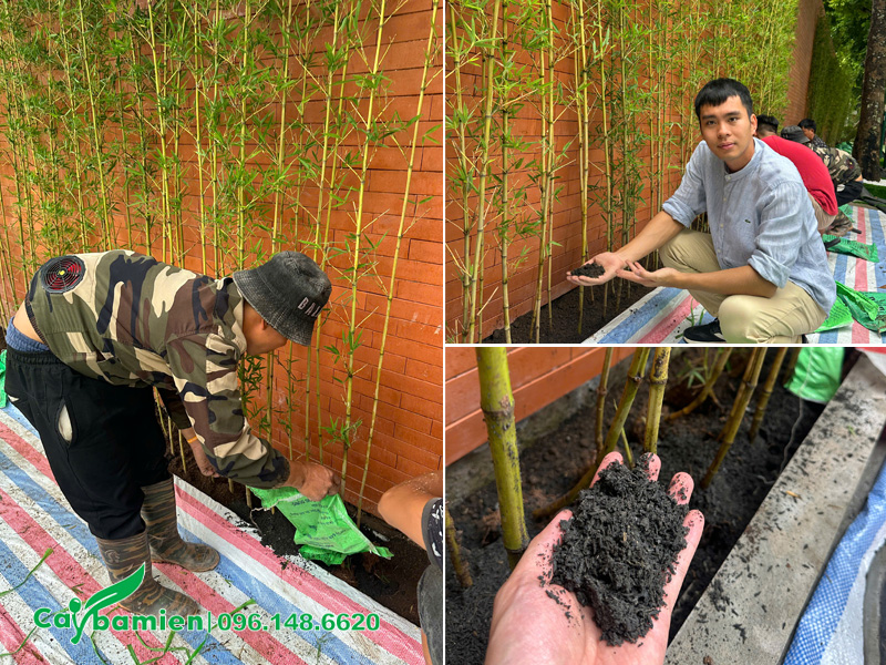 Tiến hành trồng cây Trúc Quân Tử tạo hàng rào đẹp