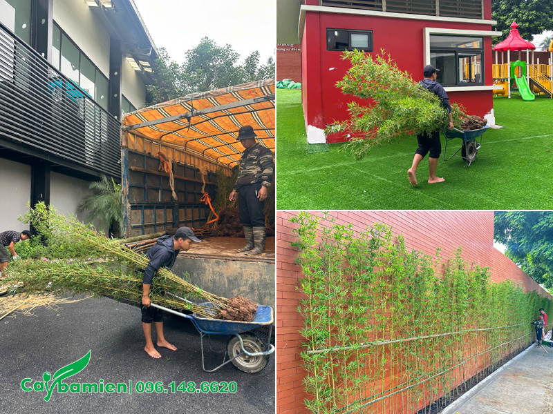 Dự án thi công trồng cây Trúc Quân Tử cho trường học