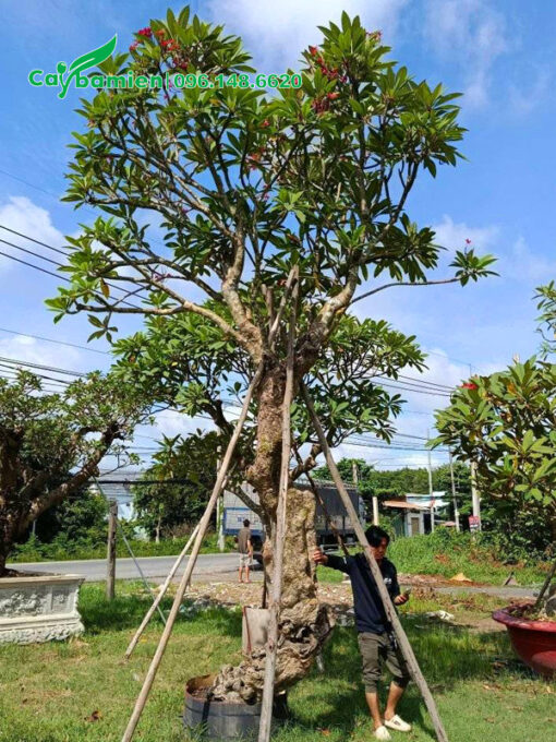 Đại đỏ cổ thụ chiều cao khoảng 6 - 7m