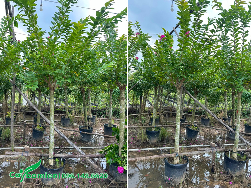 Cây bằng lăng Thái nguyên bầu, chiều cao 2m