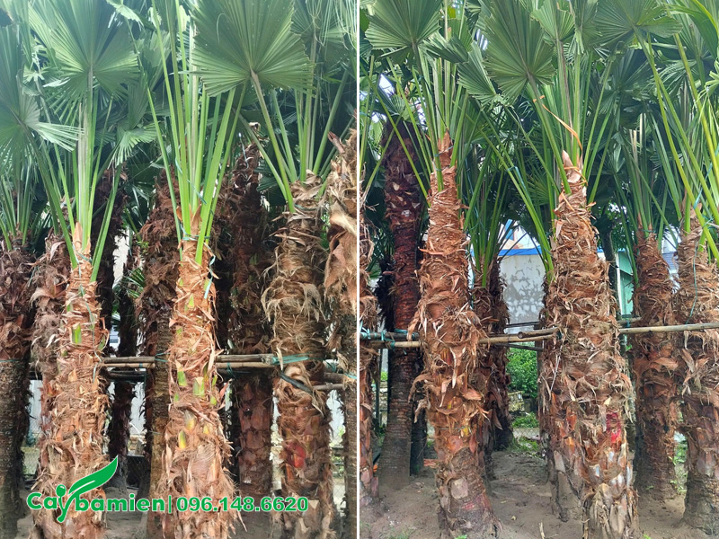 Dưỡng ủ số lượng lớn cây cọ ta công trình, thoát thân cao 2m