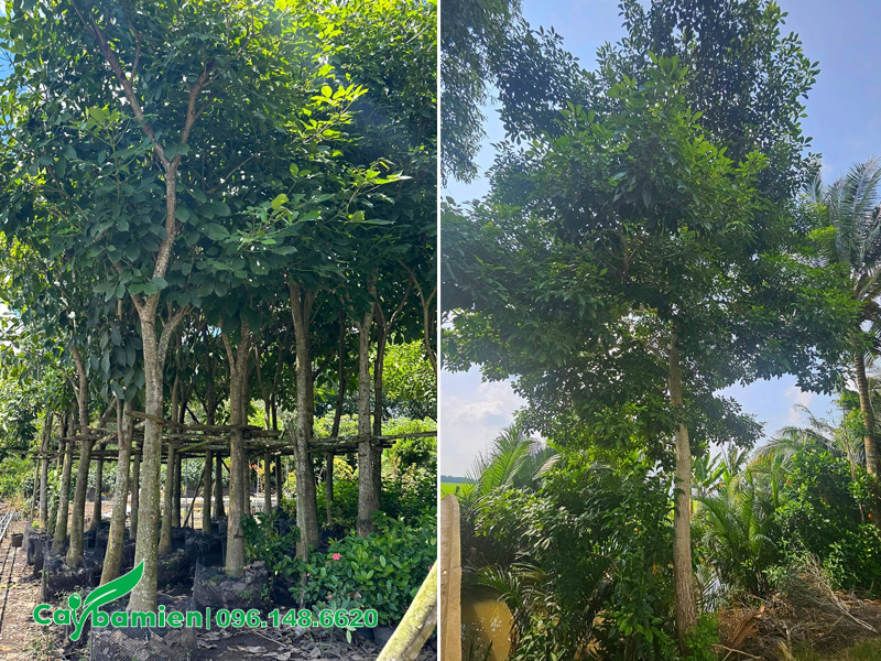 Cây Kèn Hồng công trình đã dâm ủ và cây đánh thẳng chất lượng