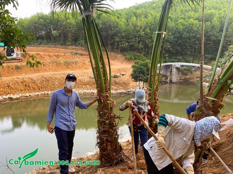 Rất đông nhân công tham gia trồng cây cọ ta cho đầm cá tại Quảng Ninh