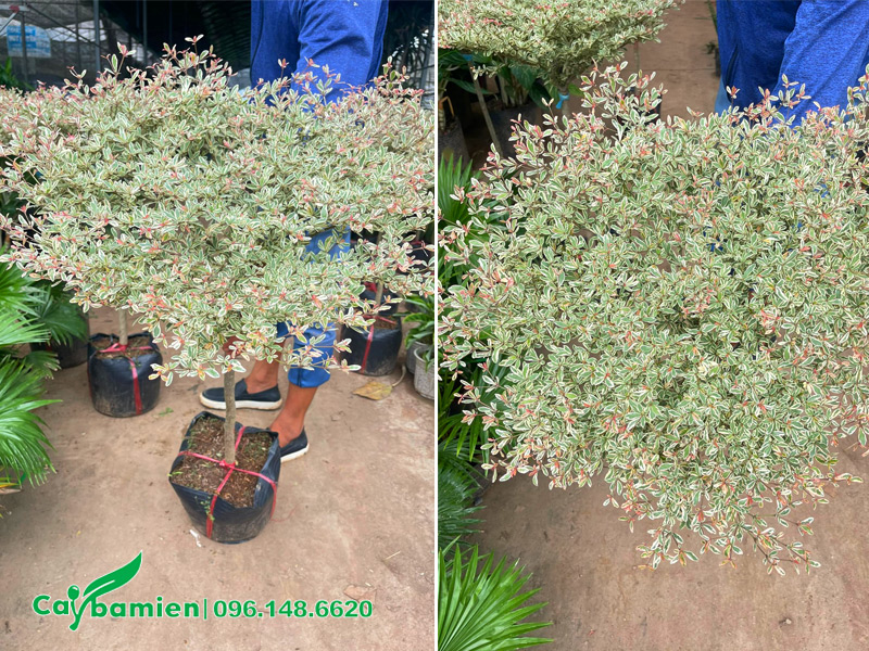 Cây bàng cẩm thạch 1 tầng tán, chiều cao 70 - 80cm