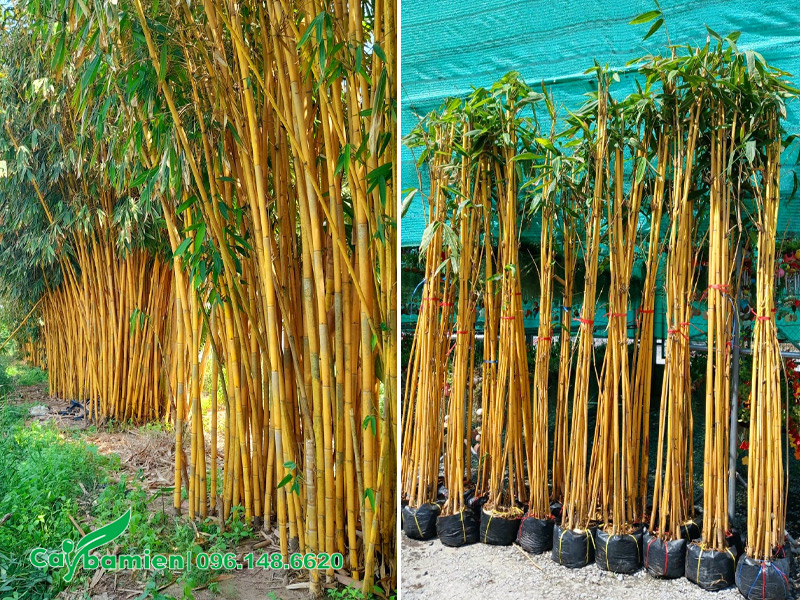 Những khóm cây hoàng trúc thân vàng đã dưỡng ủ trong bầu