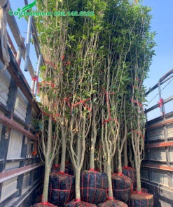 Cây mộc ta cao 2m, bứng thẳng tại vườn ở Phú Thọ